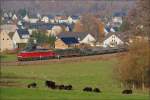 Am 16.11.2012 rollt ein Militrtransport durchs Flhatal. Der Zug mit 233 709 passiert die Ortslage Pockau. Die kleine Herde Galloways kam mir gerade recht, um den Vordergrund zu beleben.