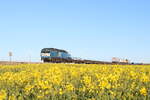 Am morgen des 28.4.2026 erreicht Wumme 03 (251 003) den Kreuzungsbahnhof Lenshallig und f�hrt dabei durch bl�hende Rapsfelder