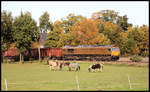 Class 66 mit der Nummer 653-7 zog am 8.11.2019 die Schrott Züge von Osnabrück Hafen zum Stahlwerk in Georgsmarienhütte.