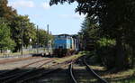 Die ehem. Werklok 3 (LEW 12624) vom K+S Kali Werk Zielitz am 30.09.2023 bei der MaLoWa in Benndorf. Von einem Bahnübergang aus fotografiert.