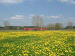 Peter Lustig lt gren! Ein mir unbekannter 642 fhrt am 26.04.2004 bei Weilbach (Allgu) an einem Lwenzahnmeer vorbei.