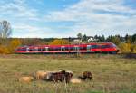 644 559 von Bad Mnstereifel nach Euskirchen bei Arloff, offensichtlich uninteressant fr die kleine Schafherde im Vordergrund - 09.11.2012