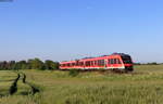 648 341 + 450 als RB 11204 / 11254 (Lübeck Hbf-Neustadt (Holst)/Puttgarden) bei Timmendorfer Strand 31.5.21