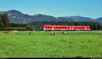 An den Kühen vorbei:  612 077-7 (Bombardier RegioSwinger) unterwegs in Unterthalhofen (Fischen im Allgäu).