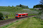 Genau die richtige Länge für das Motiv in den blühenden Apfelplantagen bei Bodolz wies der Regio-Shuttle 650 102 auf. Am 22. April 2018 war dieser als RB 22831 von Aulendorf nach Lindau HBF unterwegs. 