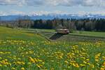 Mit dem im Schatten liegenden und mit 1.834 Metern höchsten Berg im westlichen Allgäu, dem Hochgrat im Hintergrund, befindet sich zwischen Wolfegg und Kißlegg RB 53 / 17855 auf der Fahrt von Aulendorf nach Kißlegg (21.04.2023)