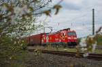 Blten hinter Blten. 185 142-7, das Edelwei, fotografiert durch einen blhenden Frhlingsstrauch beim Signalhalt in Eschwege West am 16.04.2011.