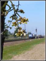 Der Frühling kommt immer mehr zum Vorschein, so auch in der Rheinebene zwischen Karlsruhe und Mannheim.
Unbeachtet von den schönen Farben, die der Frühling hergibt rollt eine unbekannte 185 am 29.3.14 mit ihrem KLV über die Rheinbahn in Richtung Karlsruhe.
Festgehalten kurz hinter dem Bahnhof Wiesental. 