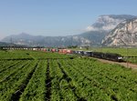 Die ES 64 F4-098 und die ES 64 F4-034 mit einem KLV-Zug am 09.07.2016 unterwegs bei Mezzocorona.