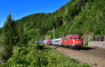 110 491 mit einem Sonderzug am 02.08.2022 bei Ingling.