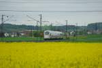 Das Rapsfeld bot sich frmlich an fr einen Schnappschuss auf den ICE aus Bad Hersfeld kommend.