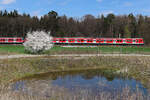S-Bahn München am 11.4.26 bei Eglharting. Geht man etwas weiter zurück, hat man plötzlich ganz andere Motive als sonst.
