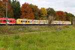 Orange S-Bahn mit Herbstlaub am 21.10.2025 bei Zorneding.