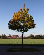 Es gibt Gründe, warum man seine Kamera auch mal auf der Wiese hinterm Haus benutzt. So zum Beispiel der Kindergeburtstag meiner Tochter. Auf dem Weg dahin nahm ich diesen Baum mal ganz anders wahr, schien doch die goldene Oktober-Sonne. 