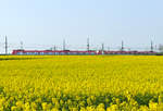 BR 425 versteckt hinter riesigem Rapsfeld in Köln-Wahn - 09.04.2017
