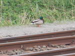 Warten auf dem Zug tat diese Ente,am 12.Mai 2018,auf dem Bahnhof in Bergen/Rügen.