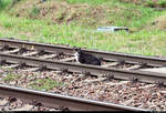 Die auf dem vorherigen Bild gezeigte Katze legt nun eine kleine Pause im Gleisbereich ein.
