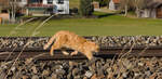 Lebensgefährliches Manöver einer unbekannten roten Katze am 07.11.2021 bei Biessenhofen an der Allgäubahn.