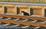 In Zscherben sind wieder die Katzen los.
Für einen kurzen Moment ließ sich diese Fellnase (per Kamera) einfangen, ehe sie auf der Schiene zum Bahnübergang balancierte. Nicht nachmachen. :)

🕓 25.3.2022 | 17:34 Uhr