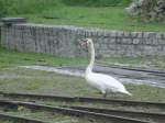 Majesttisch marschierte dieser Schwan,am 25.Juni 2011,ber dem Bahnhof Putbus.