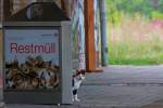 Hinter einem DB Papiercontainer lauert eine Katze.