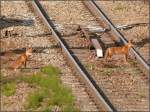 Selbst der Fuchs ghnt sich einen weg ! Nach gut 40 Minuten  Warten  ist immer noch 
weit und breit kein Gterzug in Sicht auf der Montzenroute. 
Location: Botzelaer/Belgien, 29.August 2012.