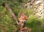 Jubilum bei BB. Foto Nr: 200 widme ich diesen belgischen Kameraden hier.
Neugierig balancierte dieser junge Fuchs auf einer alten Bahnschiene abseits der 
Montzenroute bei Botzelaer um zu schauen was der da oben wohl auf der Brcke macht! 
Location: Belgien / 29.August 2012.
 Eisenbahnfotografie mal anders erlebt .

