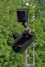 Ein Signal-Turmfalke am 18.05.13 am Heimeranplatz