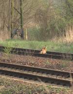 Obacht Fuchs, gleich kommt ein   Hamster  aus Richtung  Coswig.....