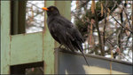 Der frühe Vogel fängt den Wurm! Dieser Kamerad hier hatte mich frühmorgens an der Montzenroute im Visier und beobachtete meine Aktivitäten von einer Signaltafel am Vorsignal aus. Szenario vom 02.April 2016. Bahn und Tiere,immer wieder für Überraschungen gut.