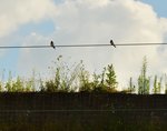 Da wird der Fahrdraht in Allerheiligen zur Schwalbenkinderstube.....hier sind zwei Schwalbenjunge auf dem Draht zu sehen, während die Altvögel für Futter in der Wiese nebenan suchen.4.7.2016