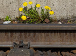 Eine fotografische Hommage an Peter Lustig, auch wenn der Löwenzahn beim Durchbrechen von Gleisschotter wohl weniger Mühe hat als beim Asphalt beim Vorspann der Sednung.