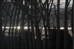 Reflexionen hinter Bäumen -    Die Sonne wird durch einen S-Bahnzug reflektiert, der hier versteckt hinter den Alleebäumen der Felix-Mendelssohn-Bartholdy-Allee seinem Weg zum Hauptbahnhof