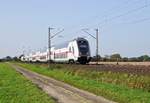 Der von Steuerwagen 86-81 871 angeführte Wagenpark 2871  Leipziger Neuseenland  ist als IC (2) 2441 Köln Hbf - Dresden Hbf ist am 16.10.17 zwischen Probsthagen und Lindhorst unterwegs,