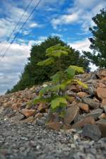 Kleine Impression vom Bahndamm an der Strecke Plattling-Landshut.