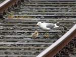 Eine Mwe mit Nachwuchs in den Gleisen im Bahnhof Puttgarden auf Fehmarn. Die Gleise werden regelmig von Zgen genutzt die von Puttgarden auf die Fhre nach Dnemark bzw umgekehrt fahren. Gesehen am 13.06.2013 vom Bahnsteig in Puttgarden. 