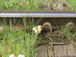 Pilskultur im Gleis der Borkumer Kleinbahn.