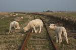 Lammzeit auf Hallig Nordstrandischmoor und gleichzeitig ein Beitrag um das Gleis der Halligbahn zur Neuwarft von zu hohem Bewuchs freizuhalten.