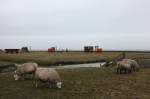 Alltag auf Nordstrandischmoor, im Vordergrund die weidenden Schafe, dahinter der Priel und das Abstellgleis unterhalb der Neuwarft mit Schöme 2570 + Wagen und Schöma 5540 + Aufenthaltswagen