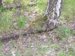 Berlin,Naturpark Schneberger Sdgelnde Auf dem ehemals grssten Rangierbahnhof Europas holt sich die Natur wieder ihr Land 
zurck und macht auch vor Eisenschienen nicht halt.Bln.26.05.05