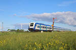 Während an der Marschbahn noch die letzten Rapsblüten auf den Feldern zu sehen sind, verlässt ein RE6 den Betriebsbahnhof Lehnshallig zur Fahrt nach Hamburg-Altona. (31.05.2022)
