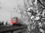 Frühling in NRW.
Ein RE 8 (Mönchengladbach Hbf - Koblenz Hbf) ist bei bestem Frühlingswetter zwischen Stommeln und Pulheim unterwegs.

Stommeln/Pulheim, 30. März 2017