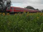 Ohne Sonne aber dafür mit Sonnenblumen wurde der von Lindau nach Ulm fahrende IRE 4204 am 20.09.2014 bei Mochenwangen fotografiert.