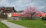 Schwarzwaldbahn und Baumblüte am Bodensee. Allensbach, April 2016.