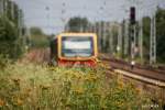 S-Bahn Berlin vom Bahnhof Karow ausfahrend.