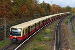 S-Bahn Berlin mit 481/482 160, auf der Rücktour der S5 Verlängerung aus Berlin Olympiastadion, hier zwischen den Stationen S Heerstraße und kurz vor der Einfahrt in Messe Süd (Eichkamp). Im herbstlichen Berlin am 17.10.2025. /Verstärker




