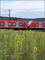 Ein Thema, drei Variationen -    S-Bahnzug und Sonnenblumenfeld bei Weinstadt-Endersbach im Remstal.