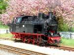 Als Frhlingsgruss posiert die  kleine  Mollilok extra fr den Fotografen unter dem herrlich blhenden Baum am Bahnhof Bad Doberan.