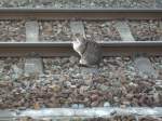 Die Bahnhofskatze von Bergen/Rgen kennt den Fahrplan scheinbar sehr gut,so da Sie sich ins Hauptgleis in aller Ruhe setzte.Kleine Anmerkung bis zum nchsten Zug war die Katze wieder verschwunden.