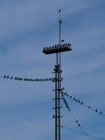 Wieso soll das kein Bahnbild sein? Das sind doch ZUG-vögel, die sich auf einem Lampenmast in Aachen West sammeln um gemeinsam nach Süden zu ziehen.
